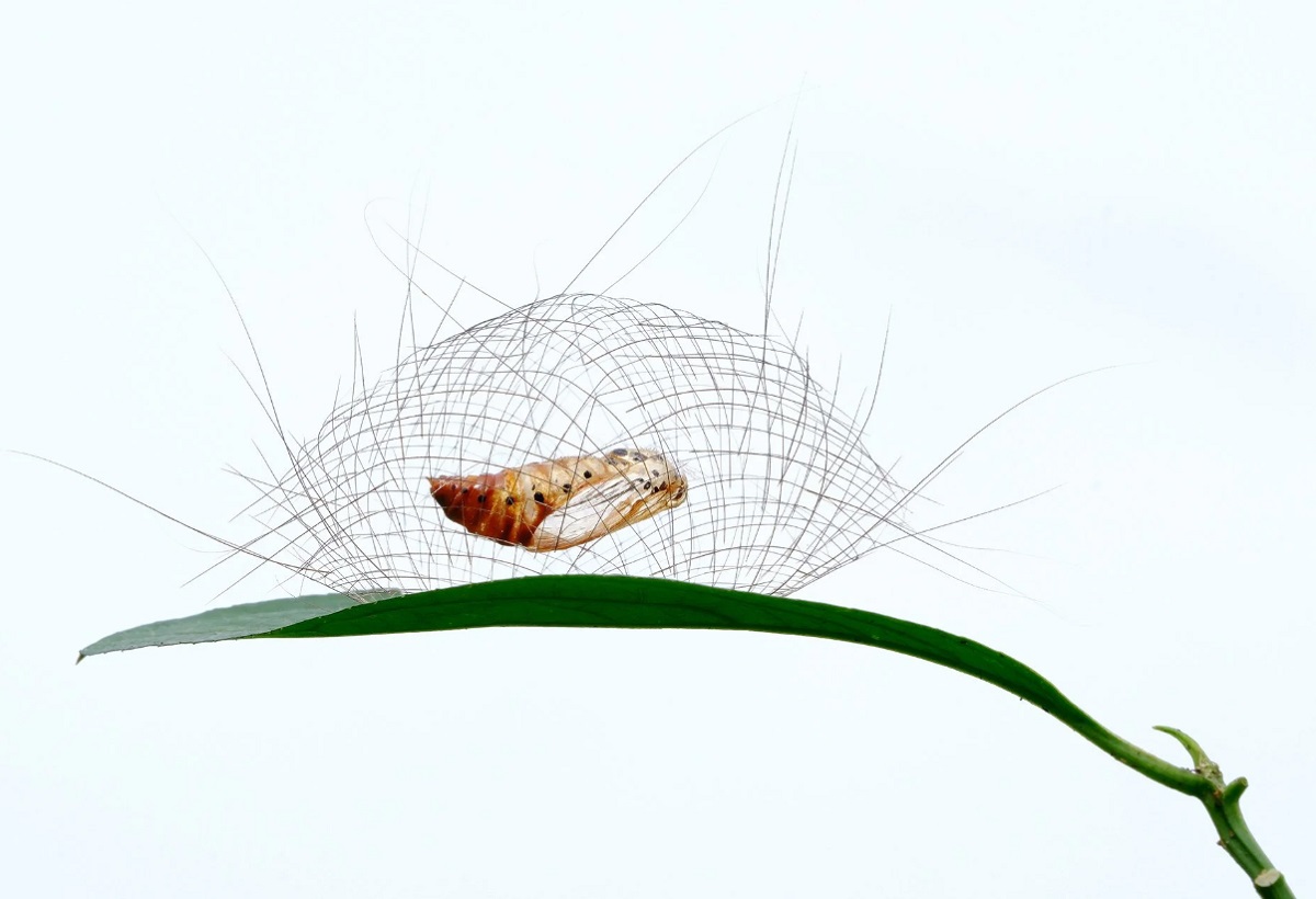 Минхуэй Юань, беспозвоночные