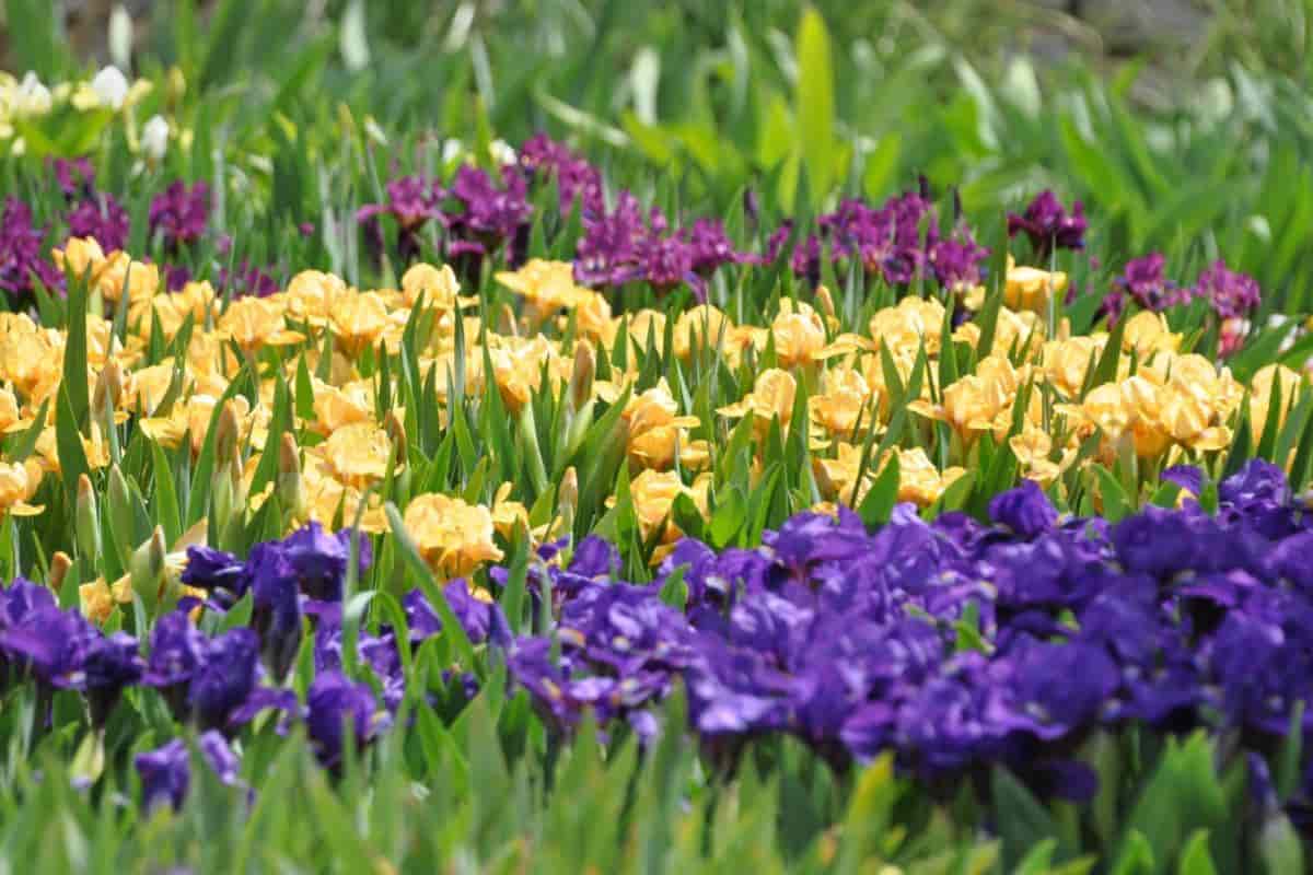 цветы цветы1.jpg