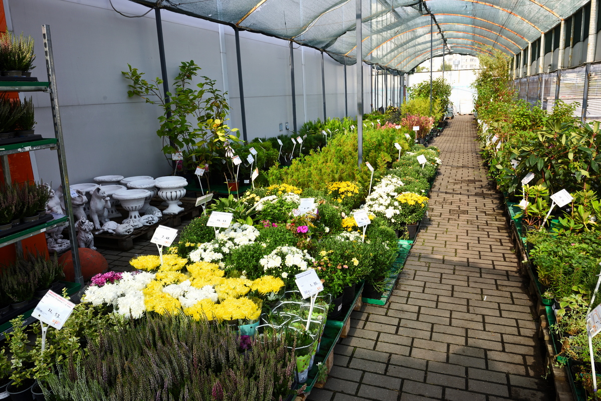 Миле-растения и саженцы-2.JPG