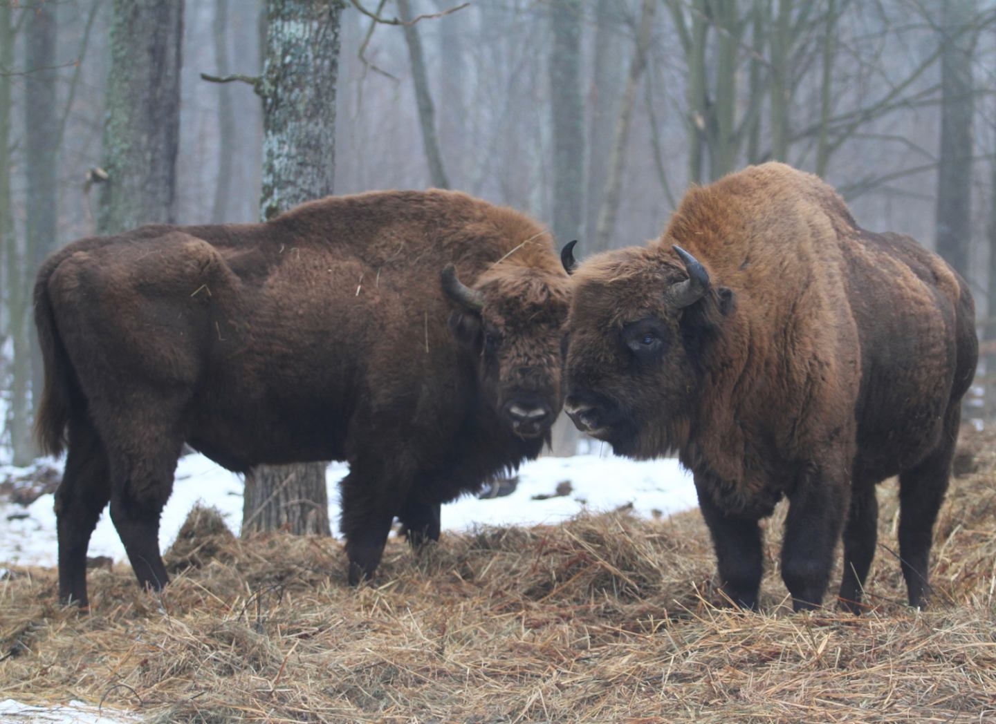 Полесский заповедник зубры1.jpg