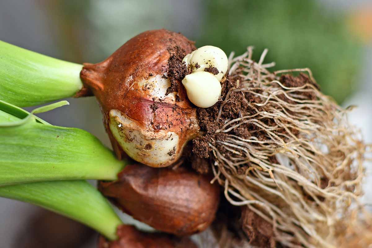 тюльпан 3.jpg