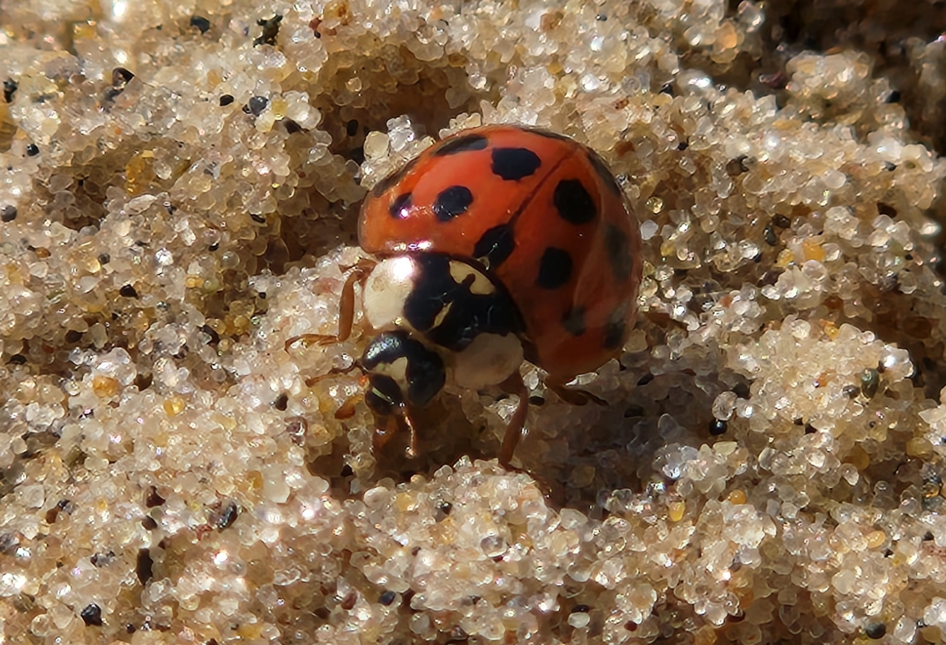 Боья коровка азиатская