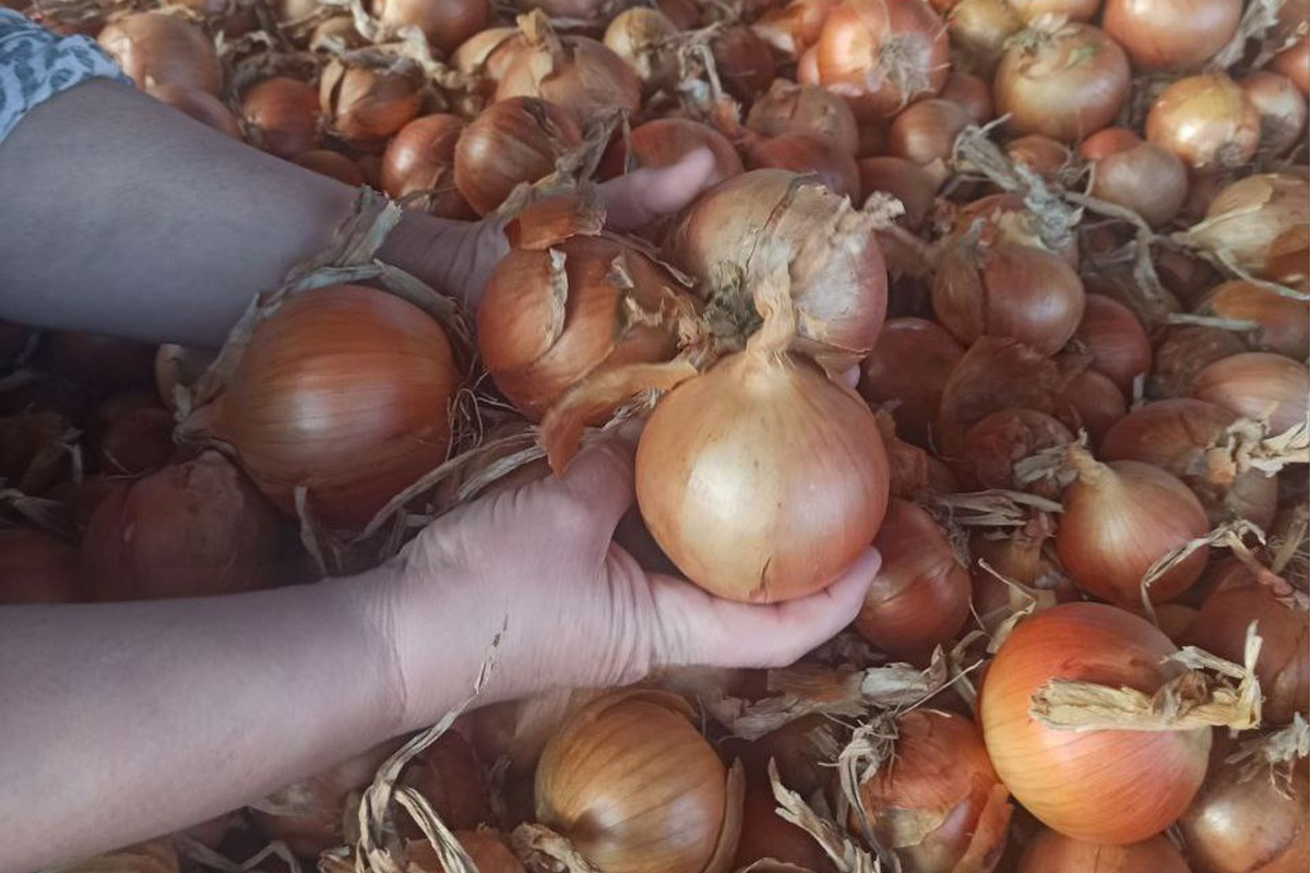 Лук ШениОвощ