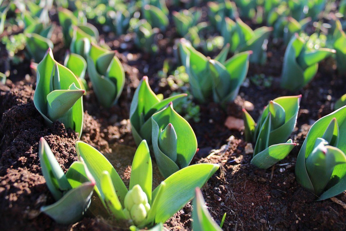 тюльпан 2.jpg