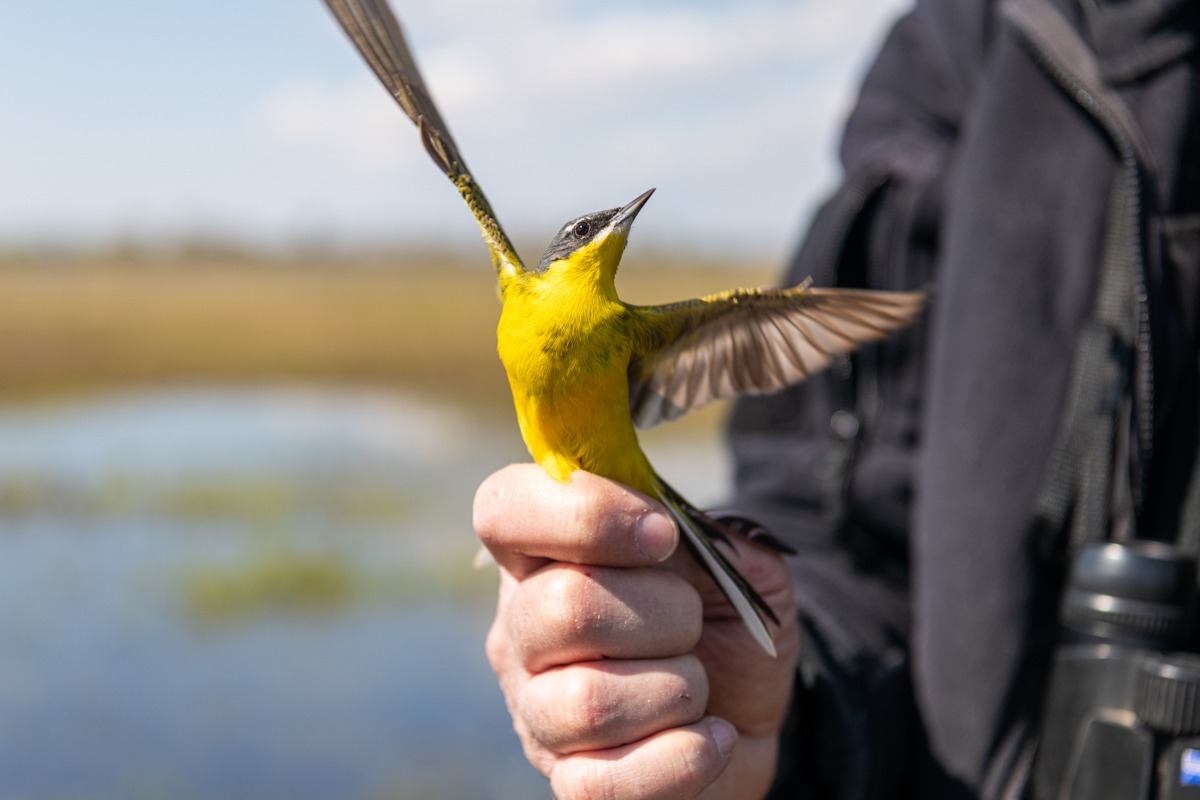 Желтая трясогузка