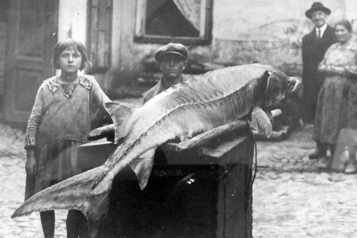 2-Фото атлантического осетра окрестности Гродно 1927 год.jpg