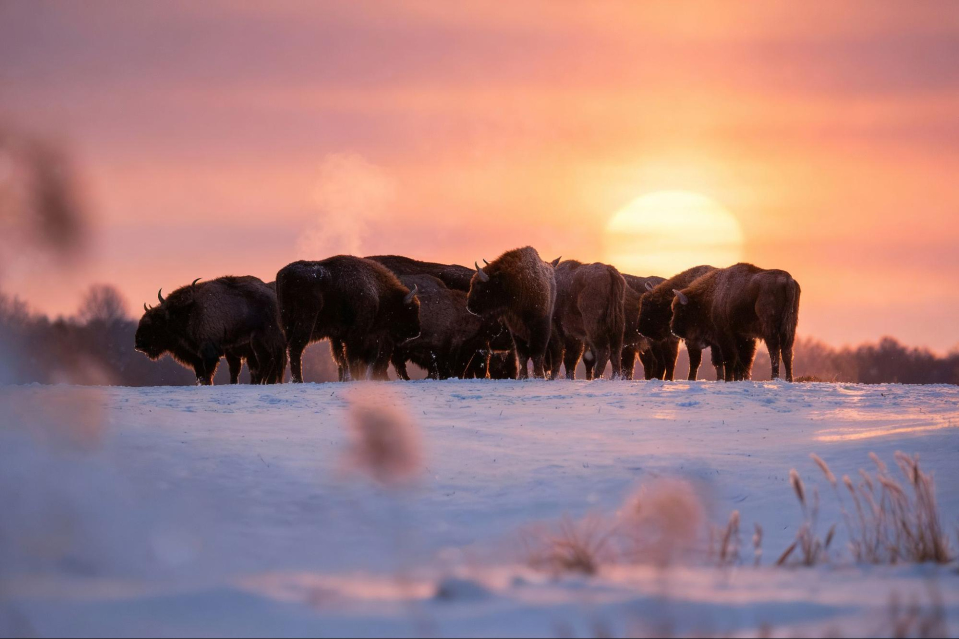 зубры image2.jpg