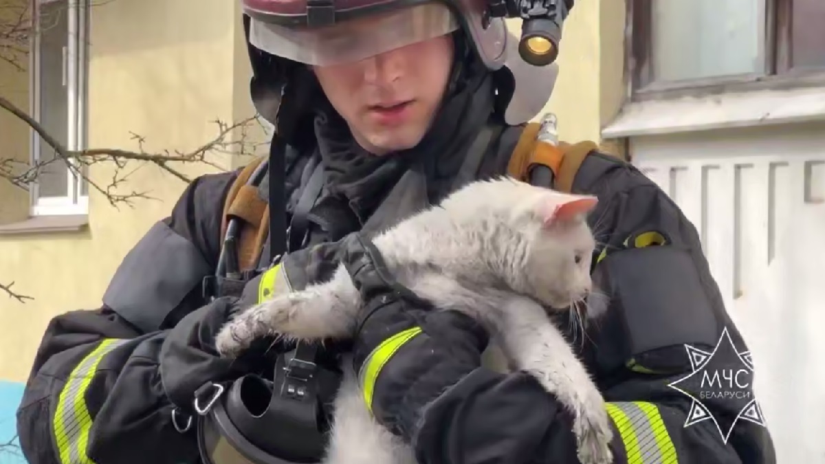 спасенный кот спасенный кот.jpg