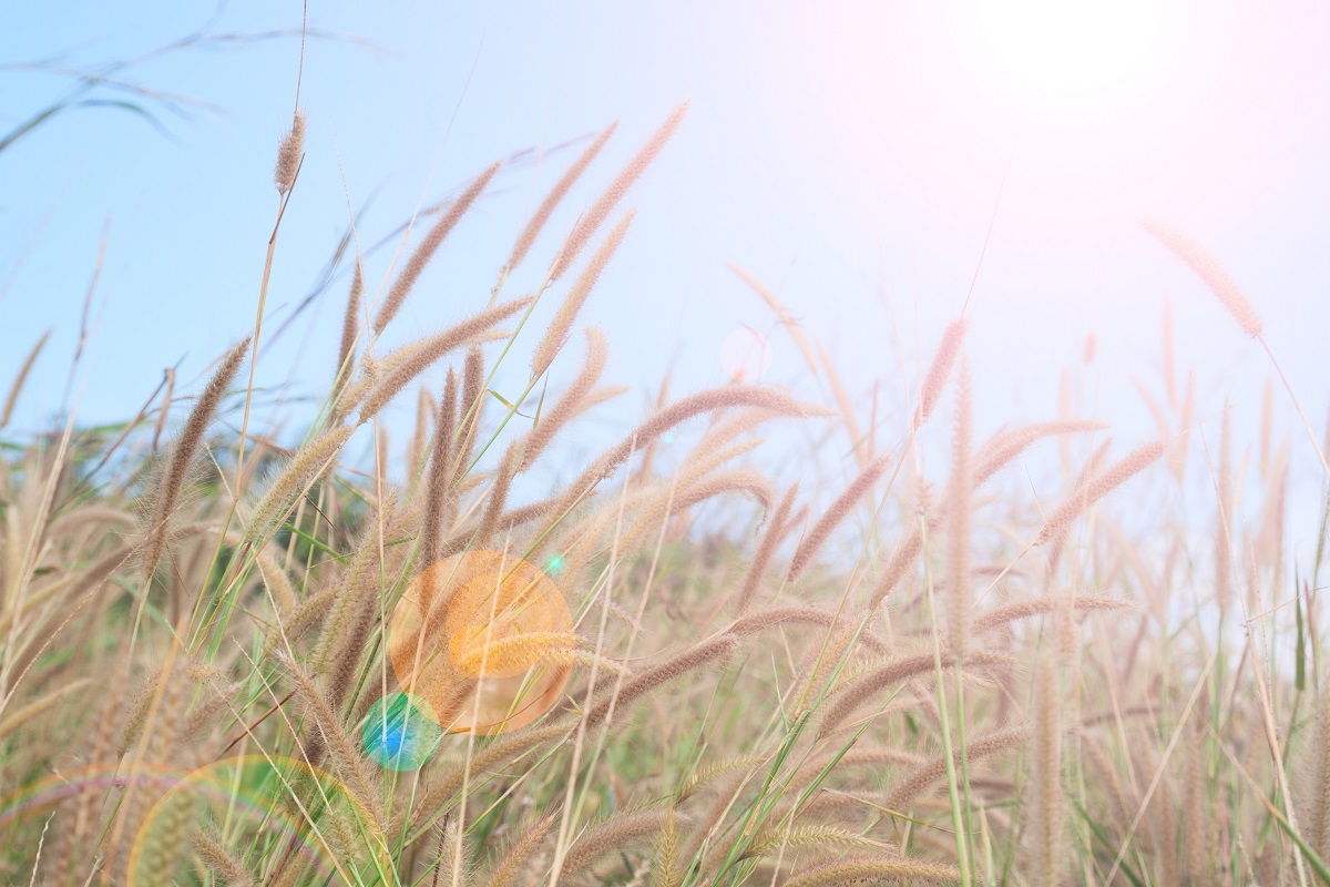 лето, трава.jpg