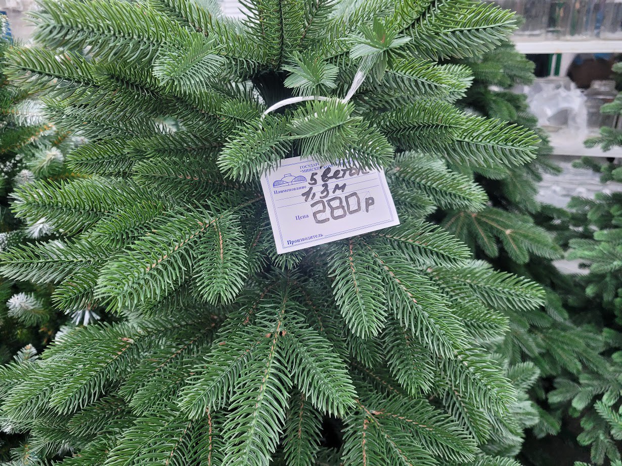 елки, комаровка елки, комаровка 9.jpg