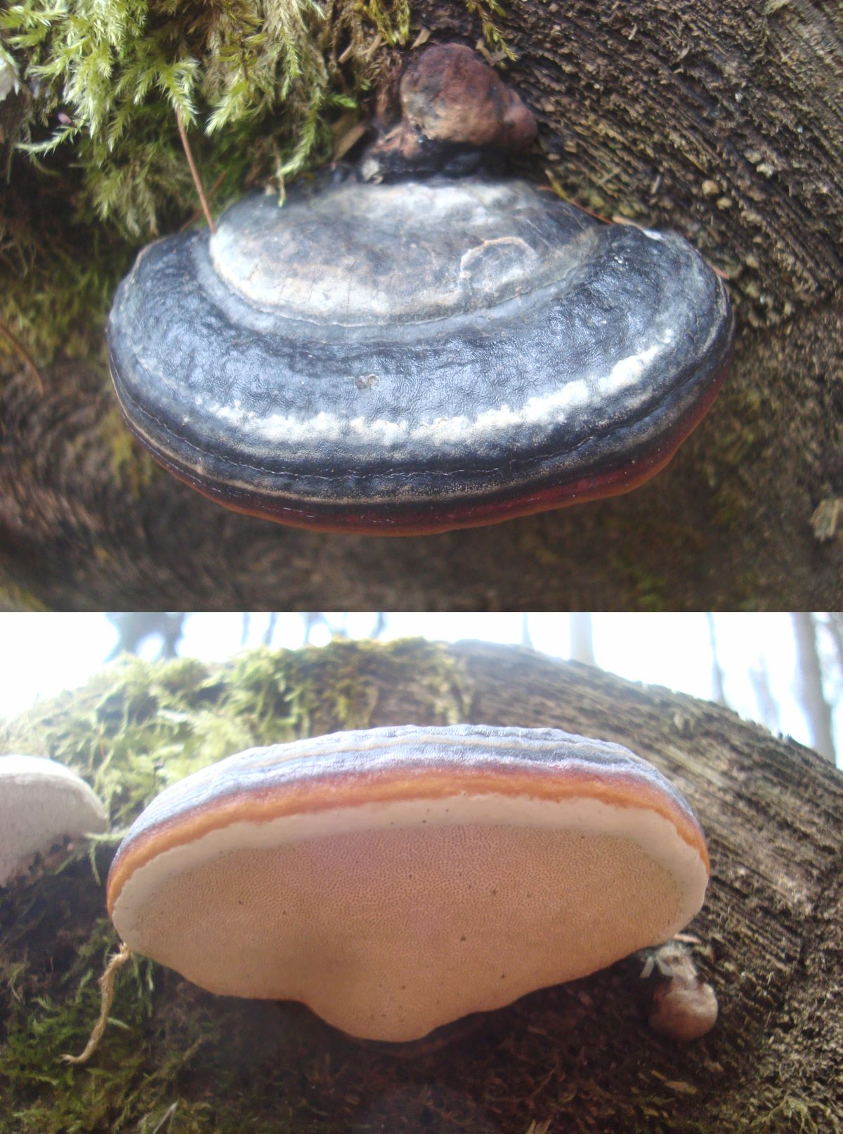 Houba00480 1.jpg
