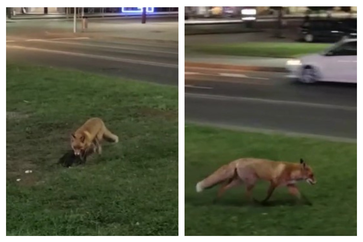 лиса в Гродно