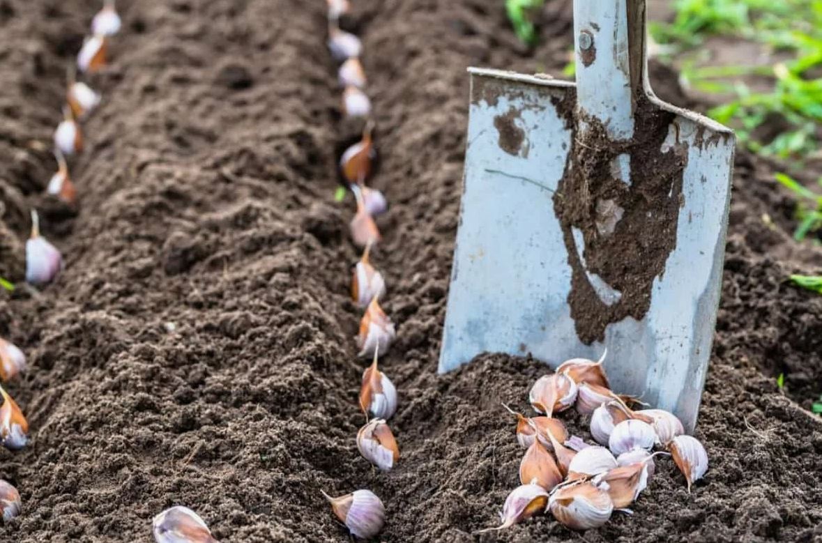 сажаем чеснок