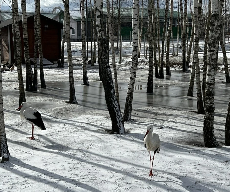 аисты аисты
