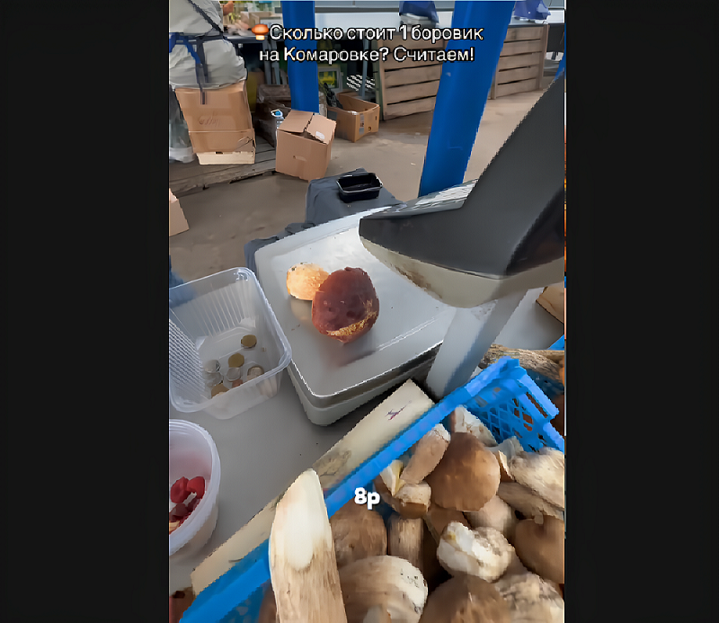 грибы на Комаровке грибы на Комаровке.png