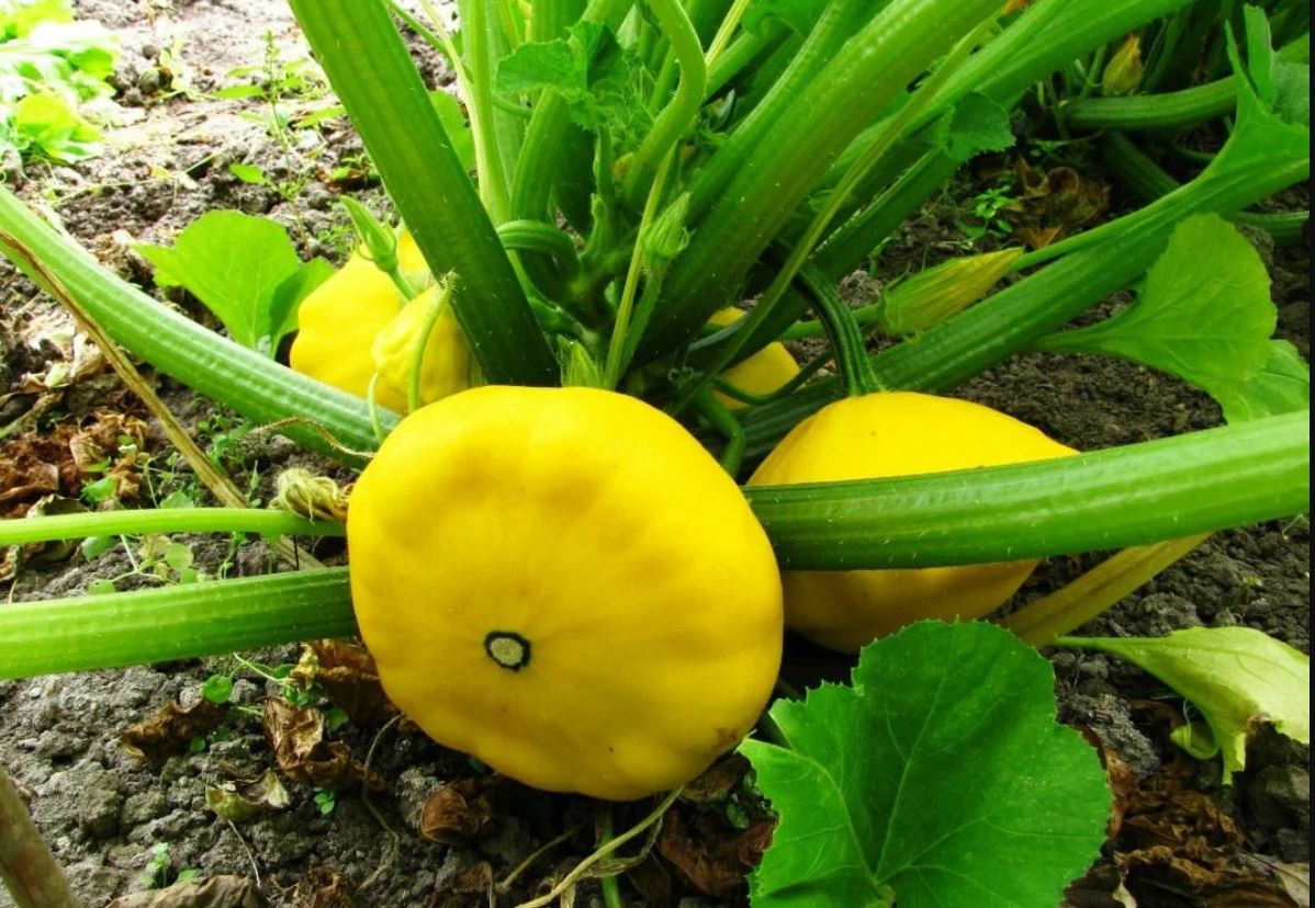 патиссон2.jpg