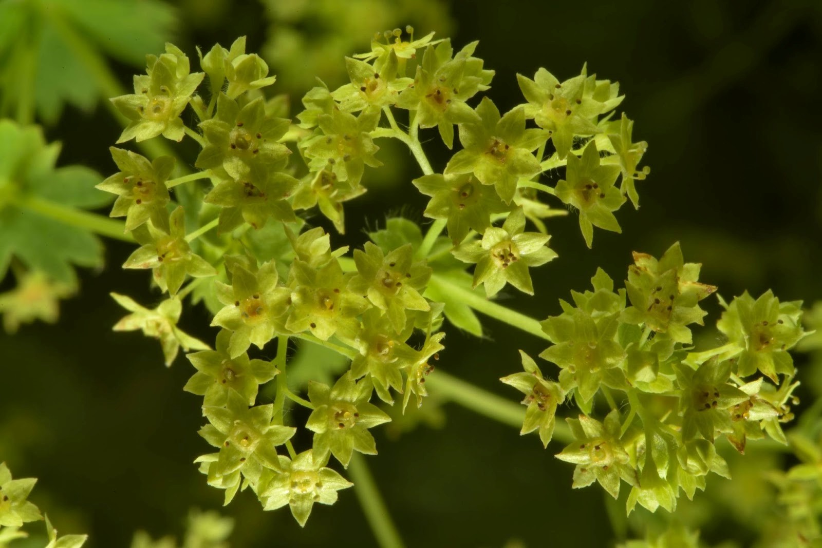 Соцветия манжетки.jpg