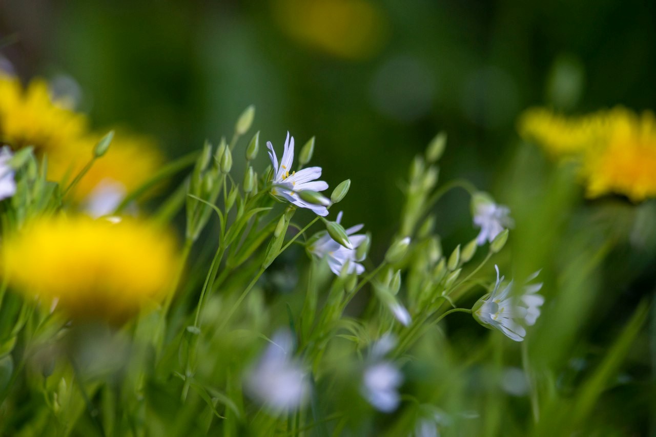 Звездчатка 5.jpg