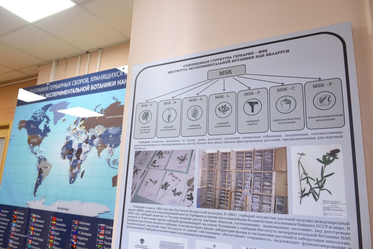 Гербарий Института экспериментальной ботаники 10.jpg Гербарий Института экспериментальной ботаники 10.jpg
