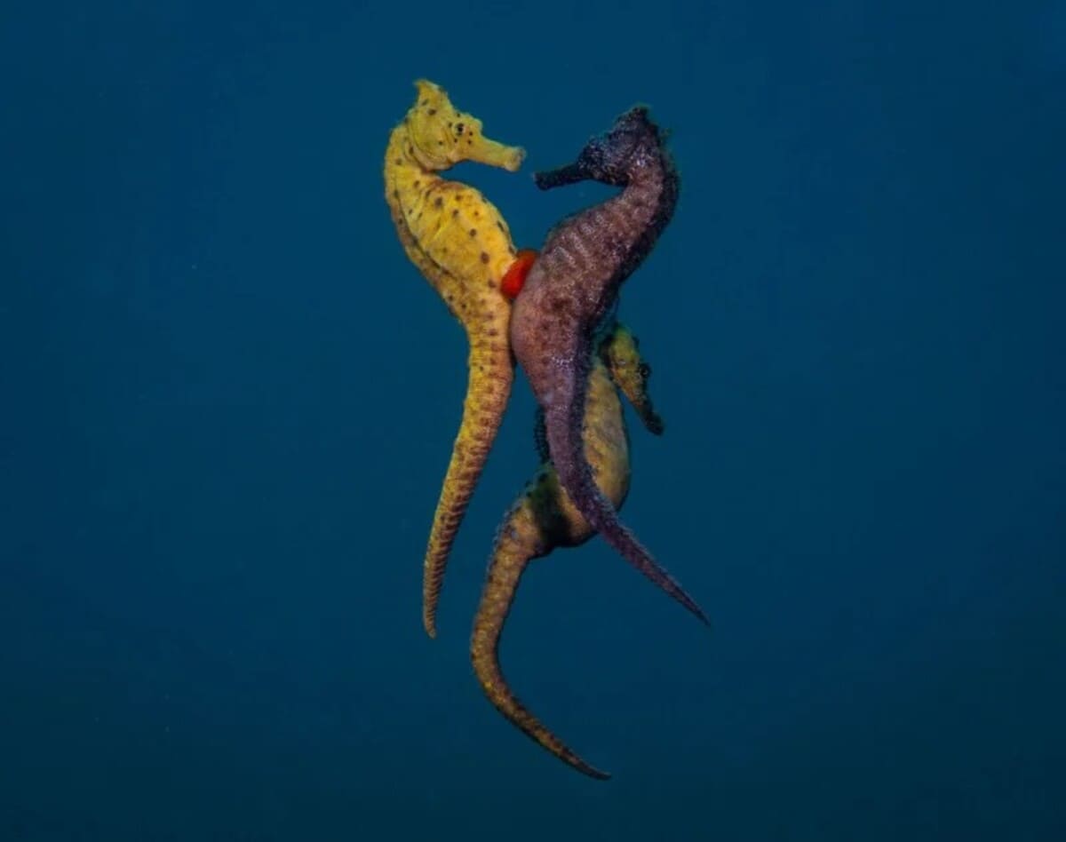 Победитель в номинации «Поведение морских обитателей, снятое компактной камерой»