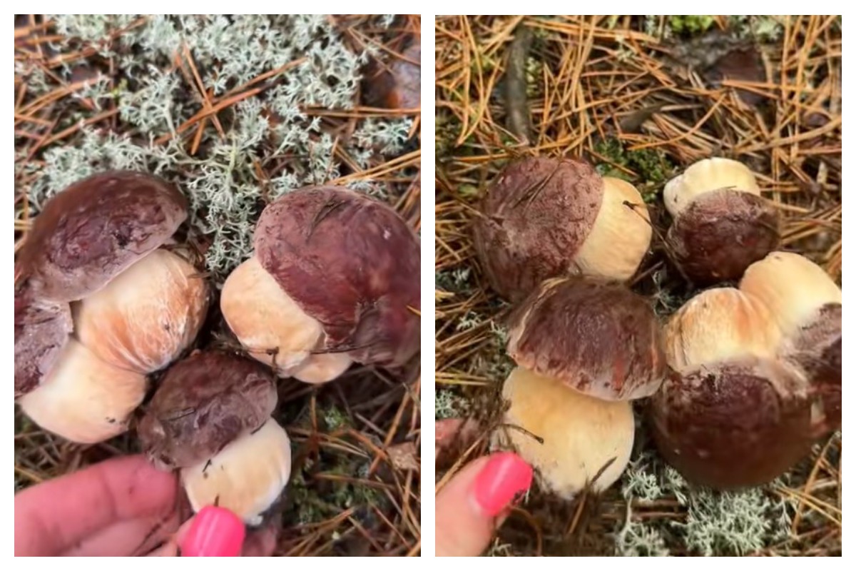 белые грибы