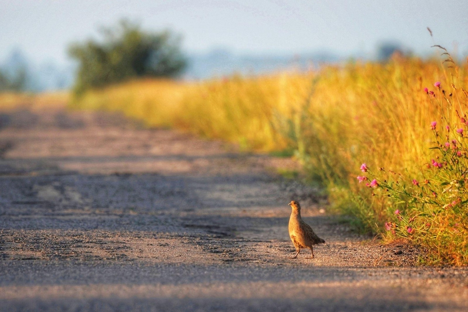 16-Серая куропатка.jpg