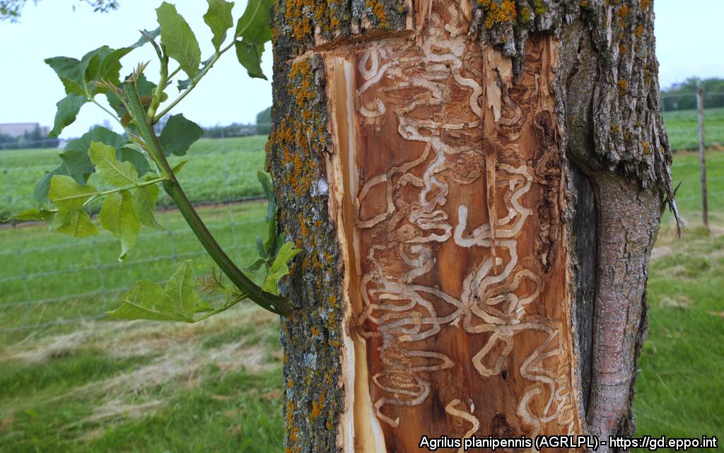 поврежденное златкой дерево.jpg
