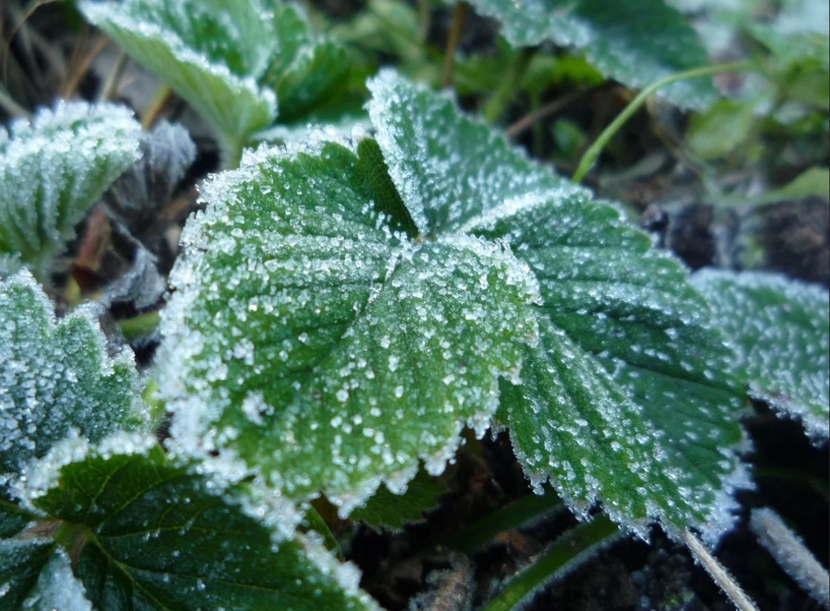 заморозки на участке сентябрь