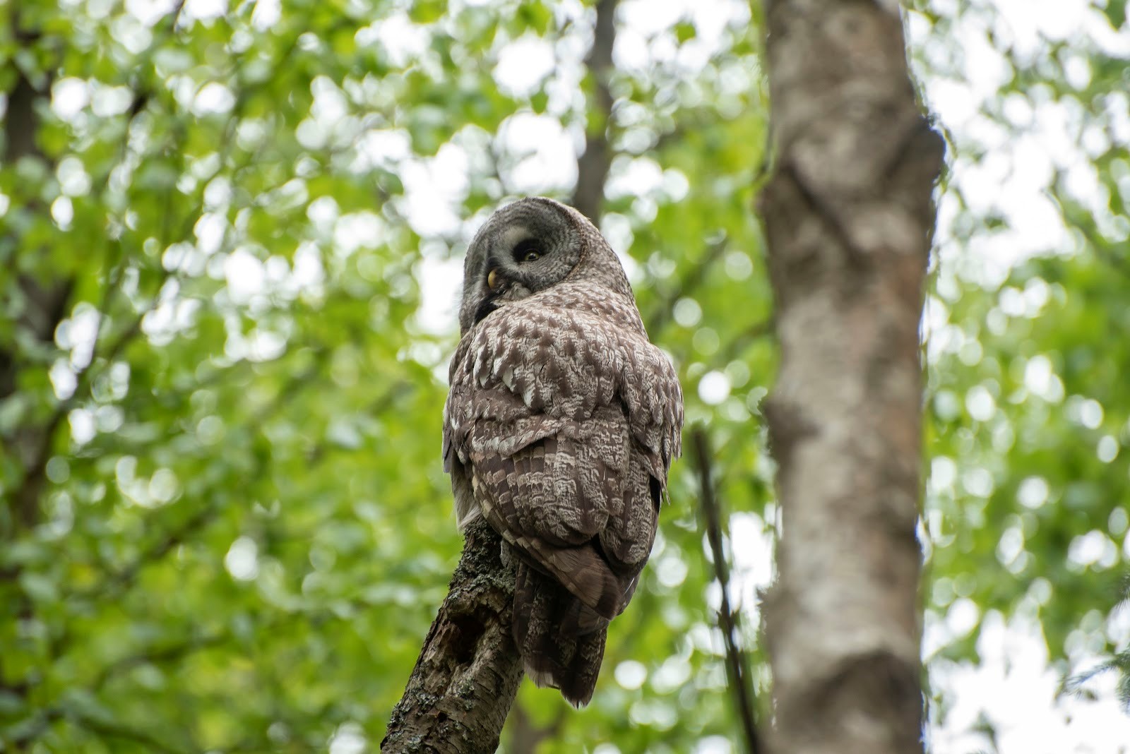 19-Бородатая неясыть на дереве.jpg