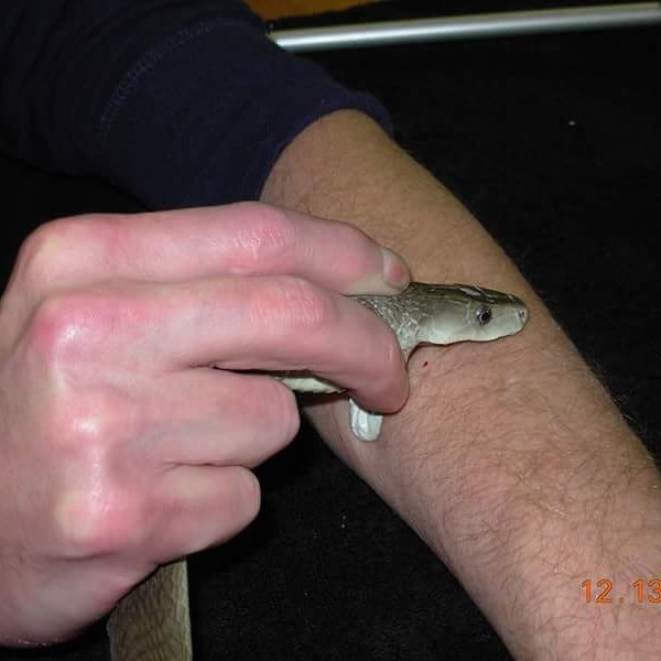 змея кусает Тима Фриде, фото из Инстаграма Фриде