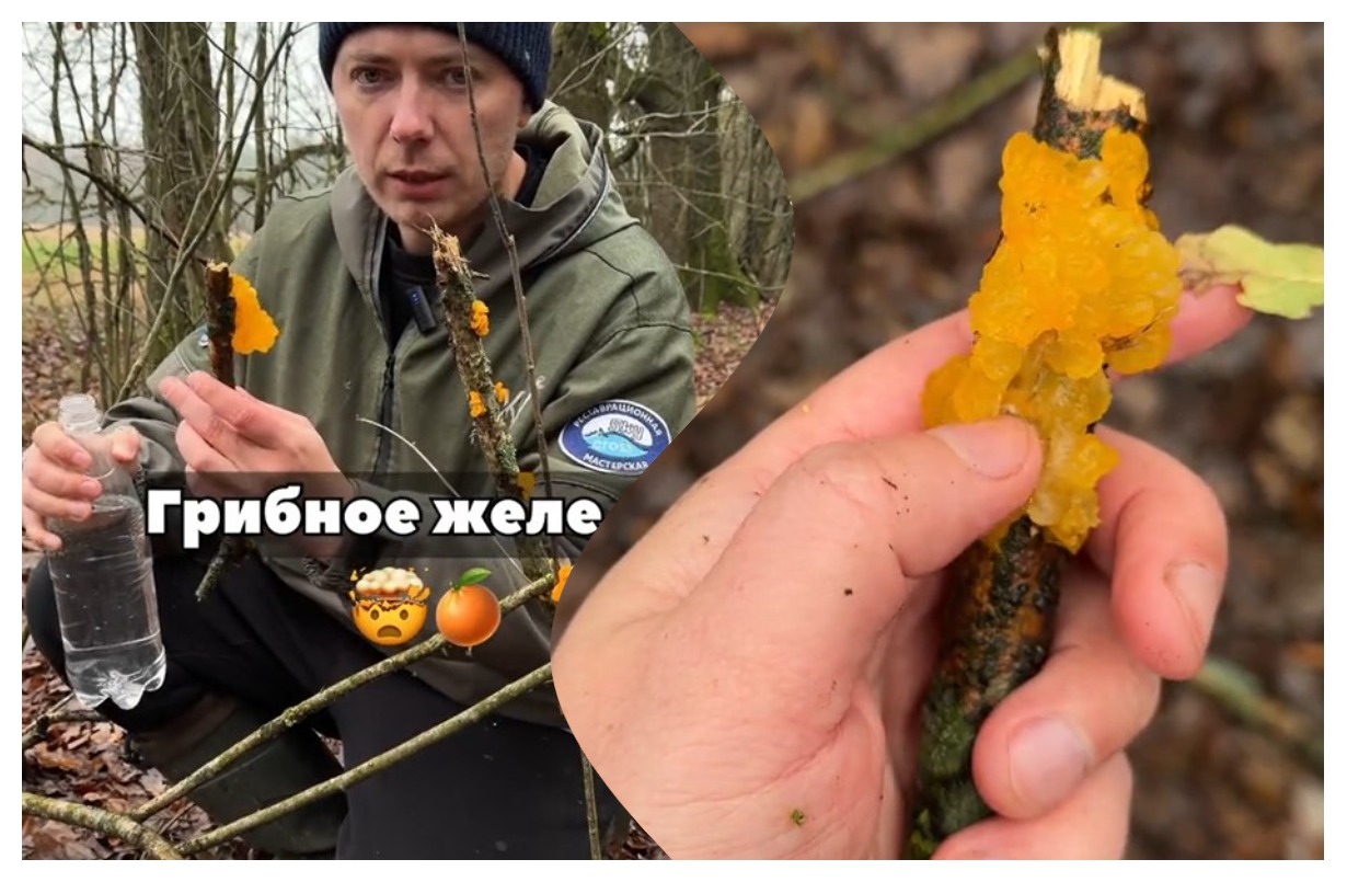 находка дрожалки оранжевой