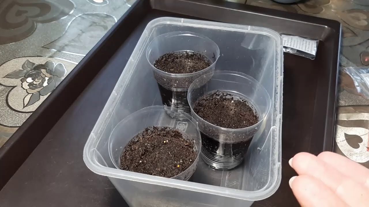 земля с бегонией