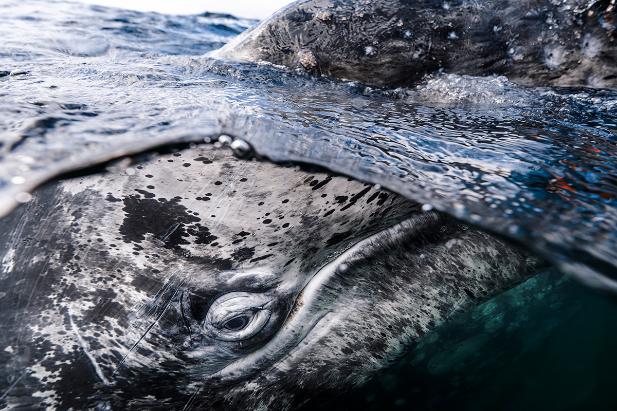 Big-and-Small-Underwater-Faces-1st-Place-Kaushiik-Subramaniam