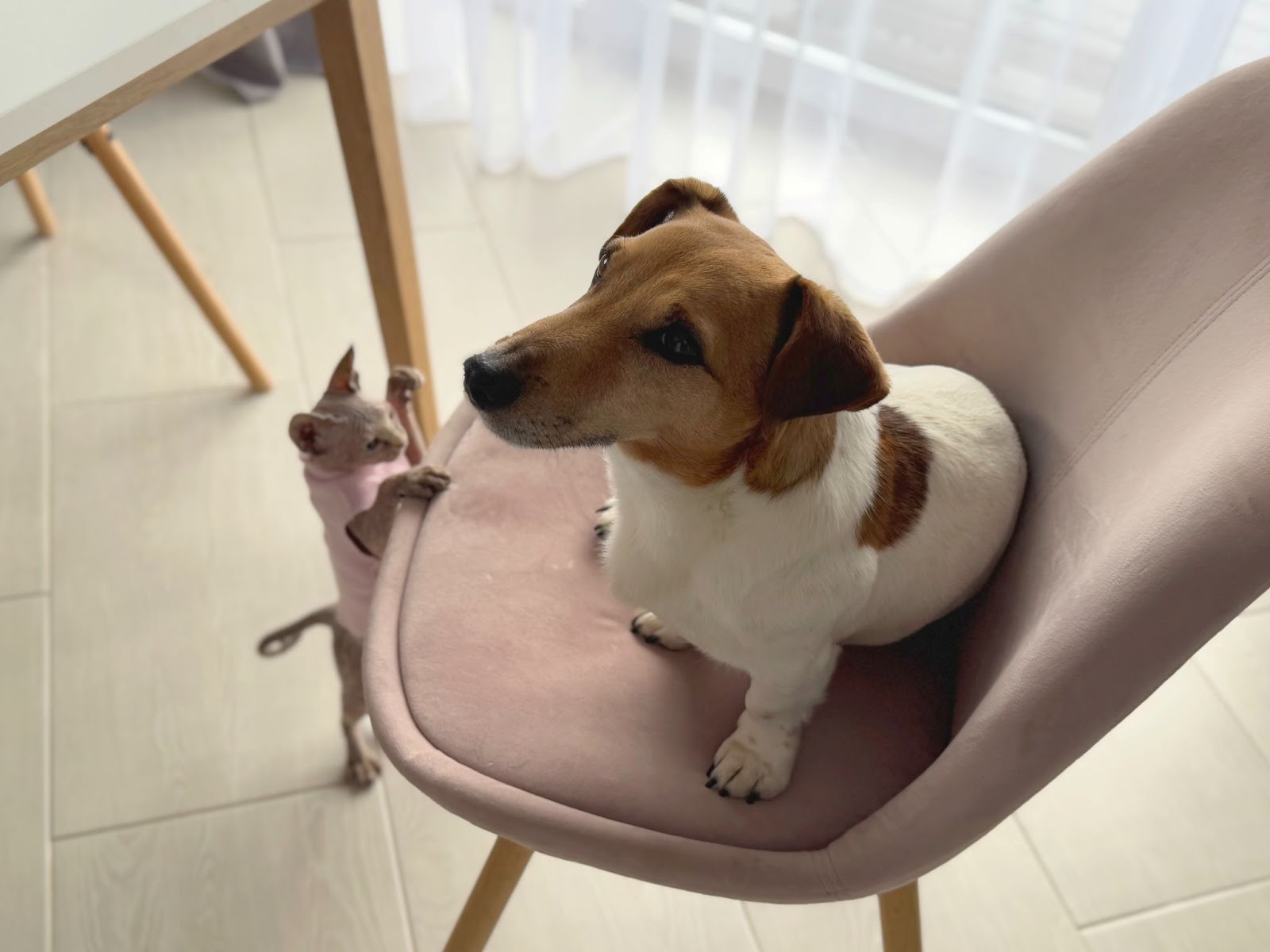 6-Домашние питомцы Галины Тябут.jpg