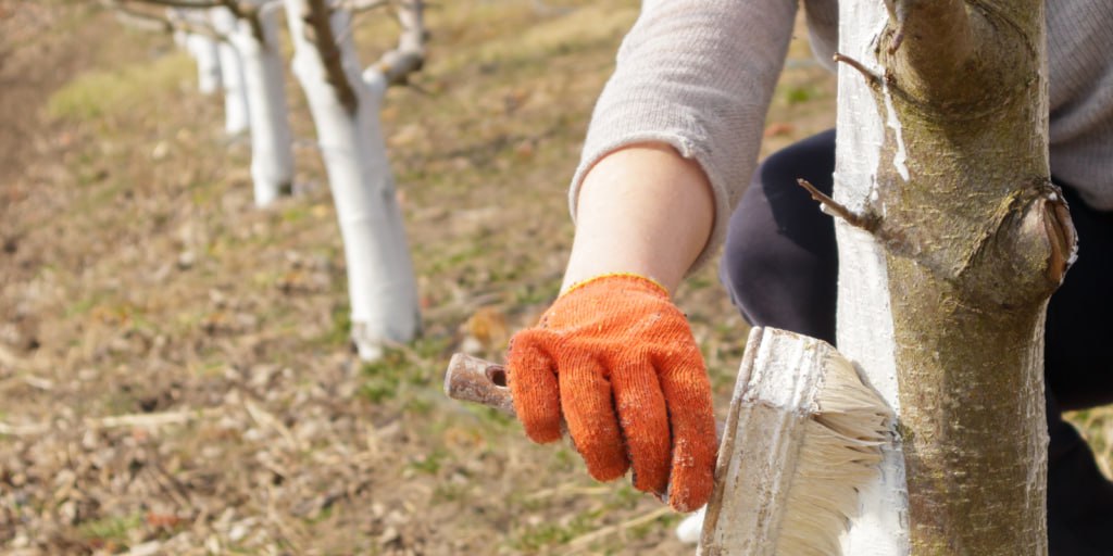 побелка деревьев