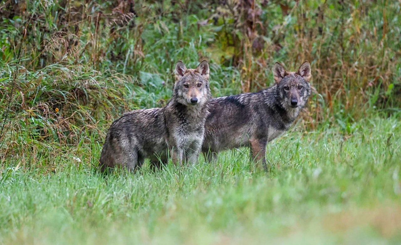 волки плыткевича.jpg