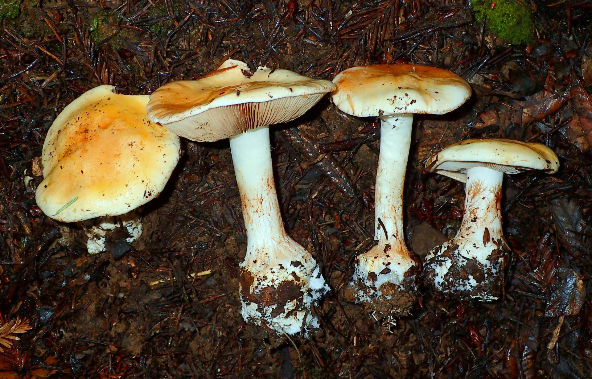 Cortinarius_aureofulvus_M.M._Moser_689504.jpg