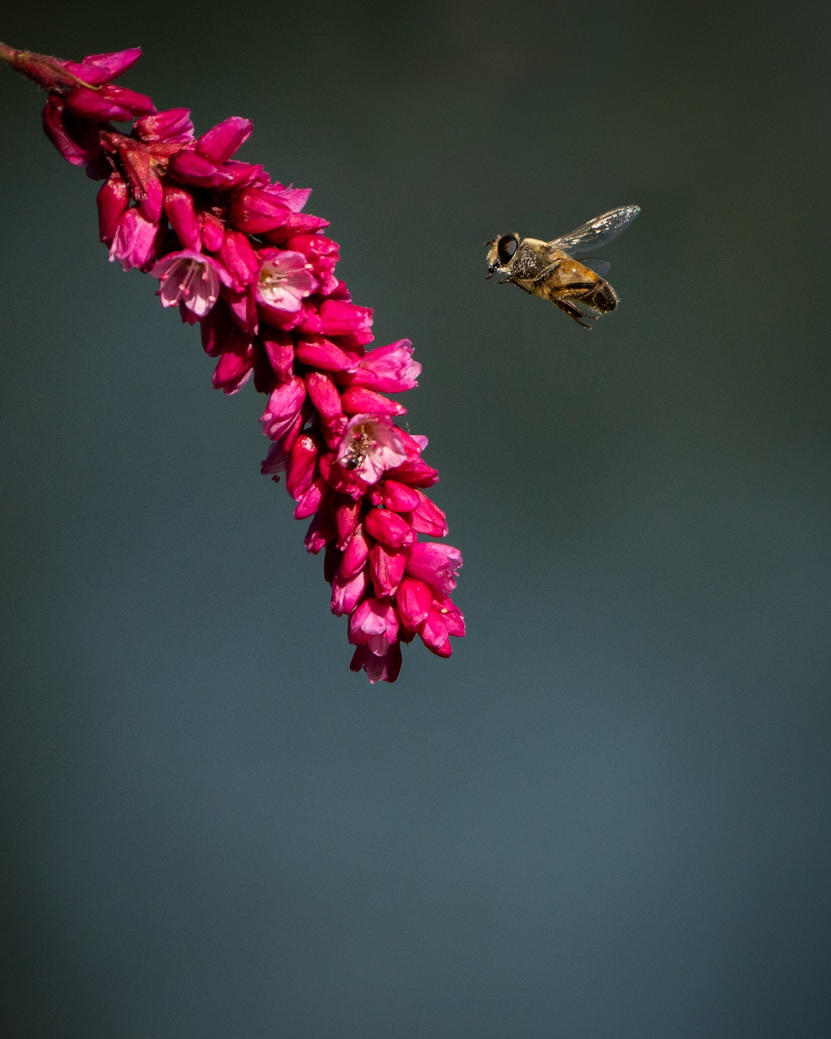 Кавалачак лета_Сацута Павел.jpg