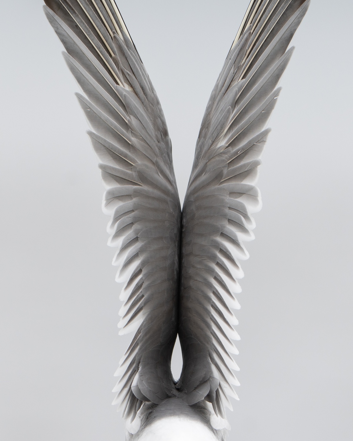 Распраў крылы!_Сацута Павел.jpg