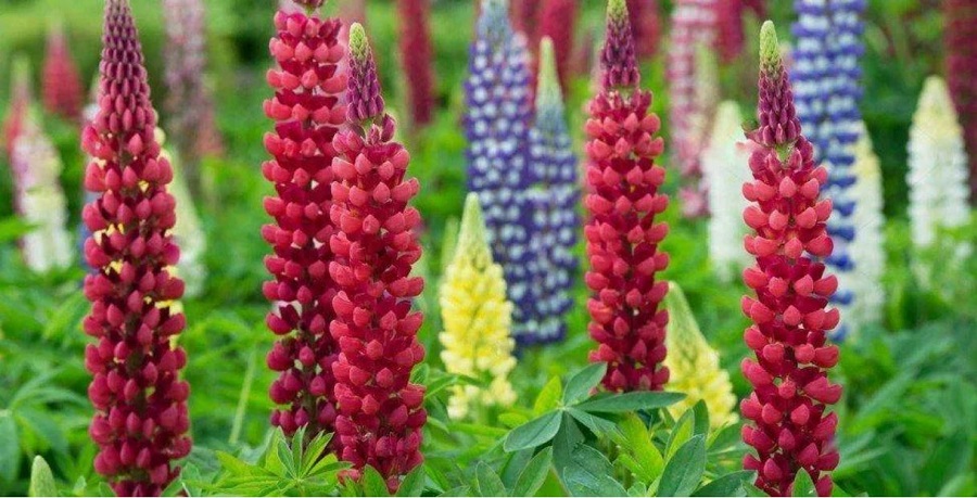 сидерат сидерат2.jpg