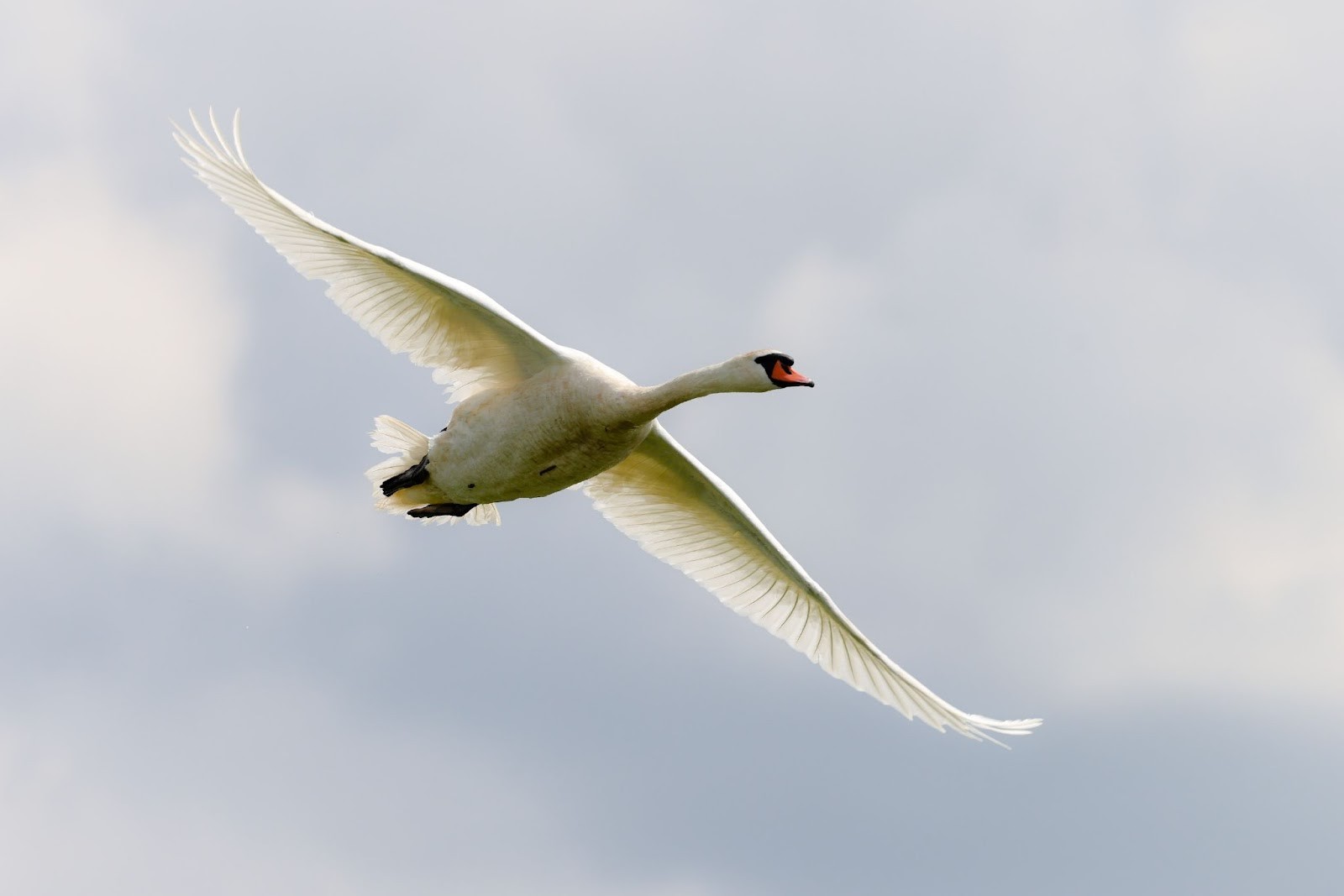 15-Лебедь-шипун в полете.jpg