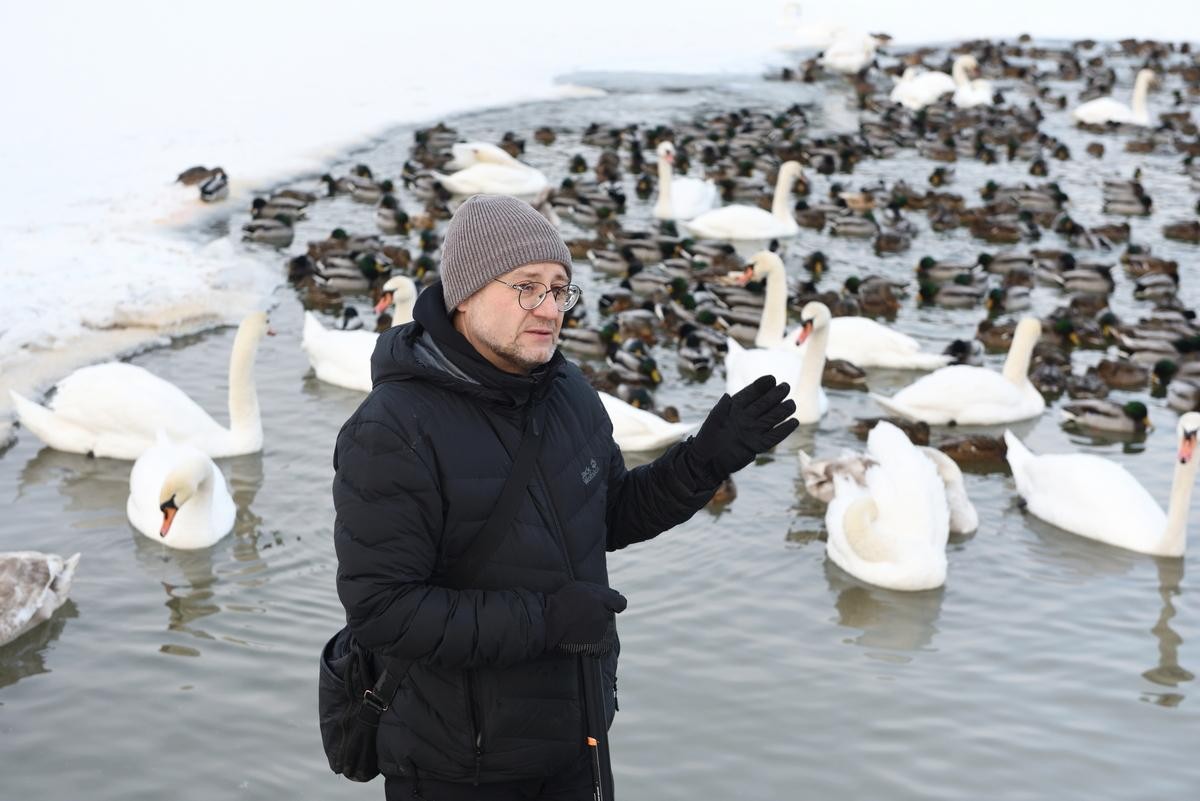 12-Анатолий Андреев и его лебеди-любимки.jpg