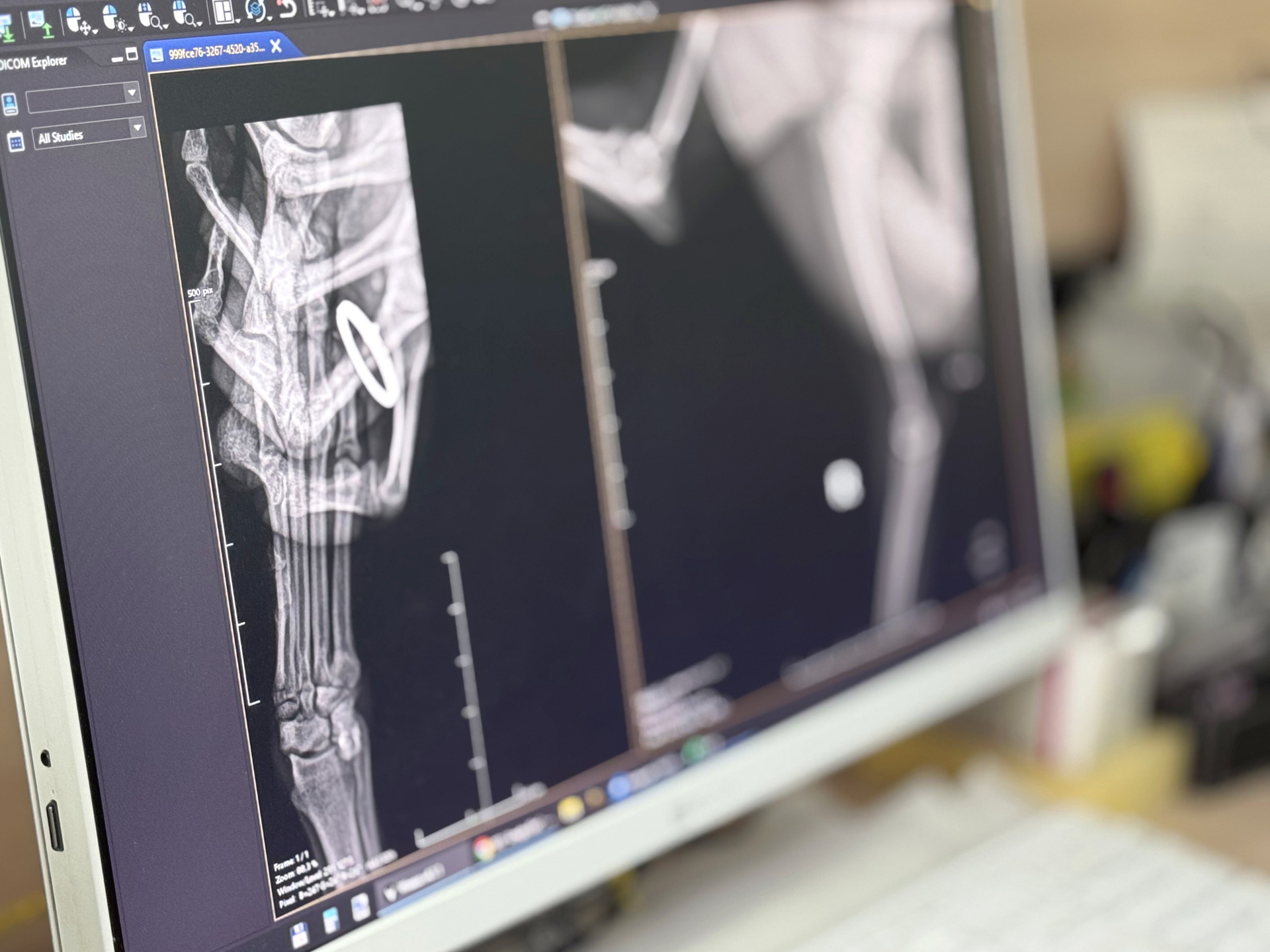 Рентген кота