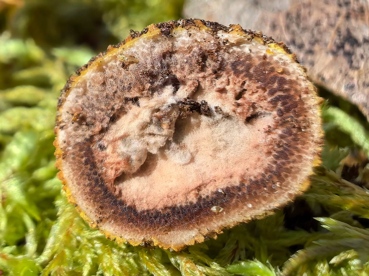 элафомицес шиповатый