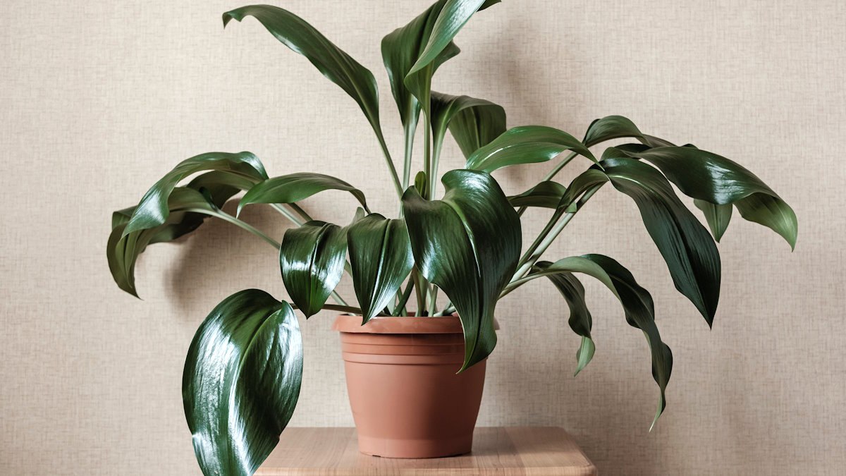 аспидистра