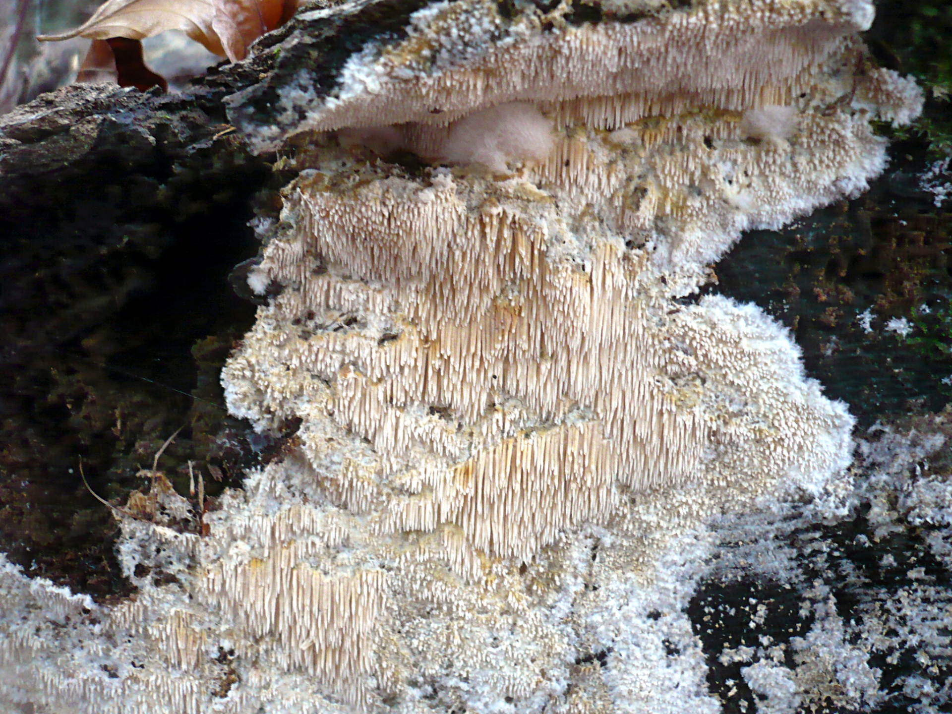 2012-03-15_Dentipellis_fragilis_(Pers.)_Donk_204703.jpg
