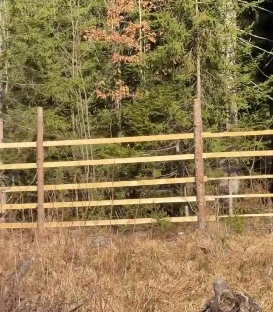 забор в лесу 1.jpg