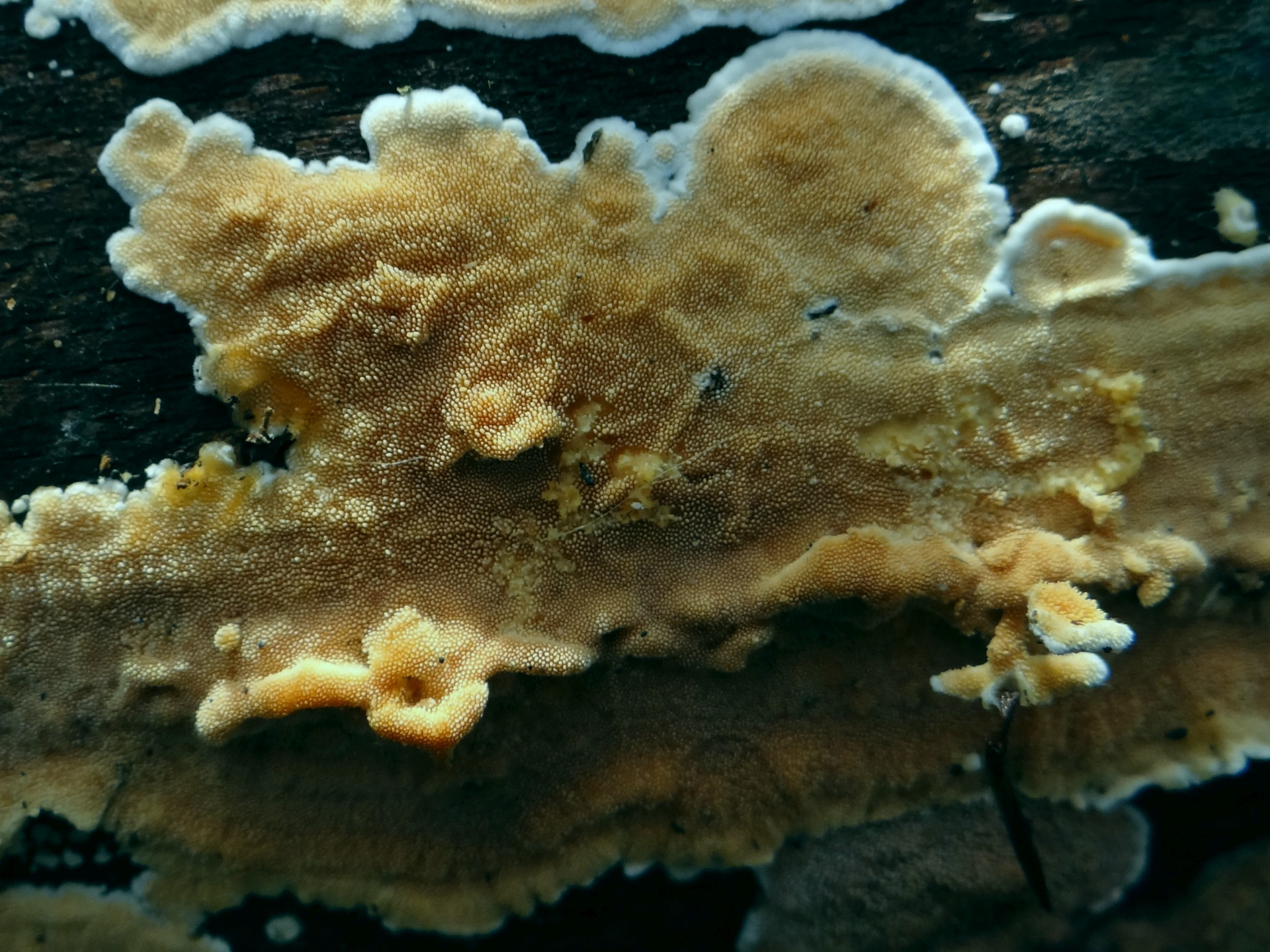 Sistotrema_raduloides_(2).jpg