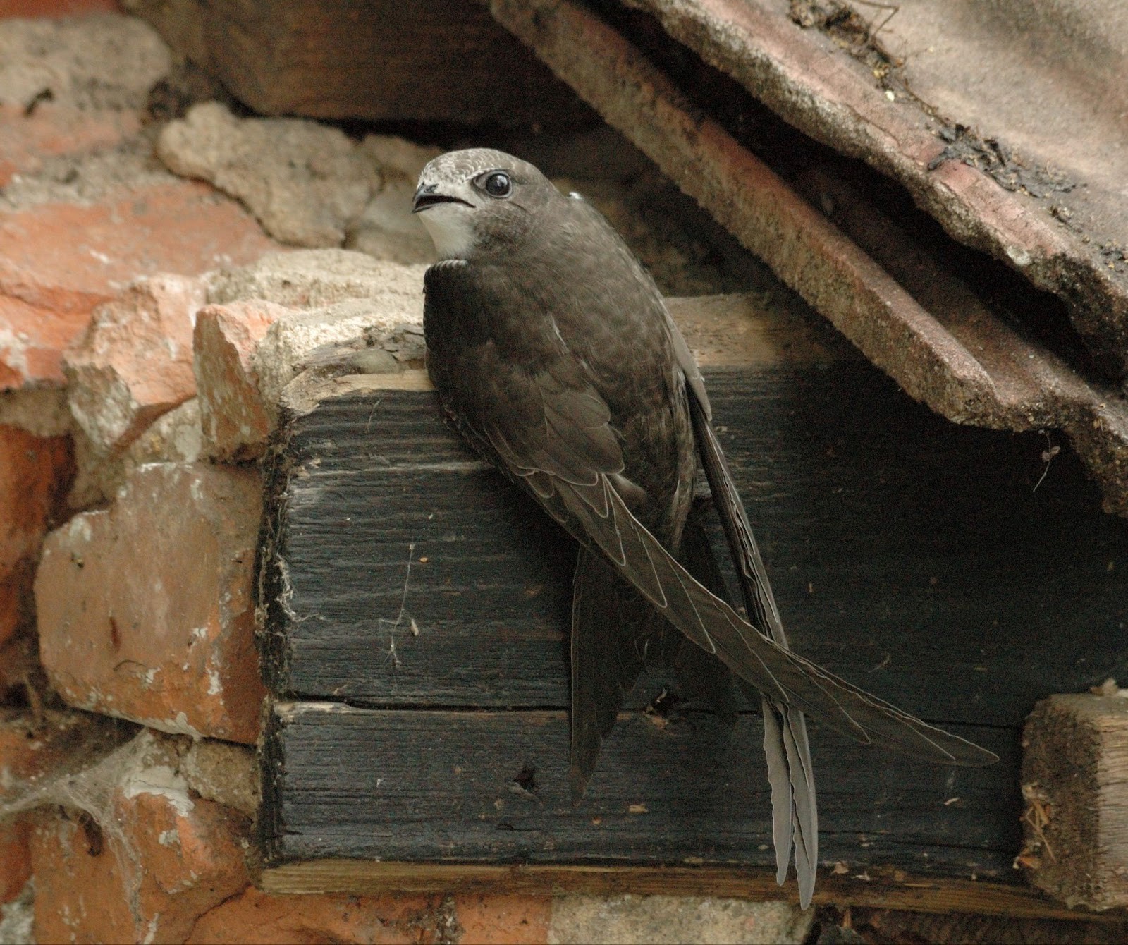 7-За жилплощадь стриж готов убивать.jpg