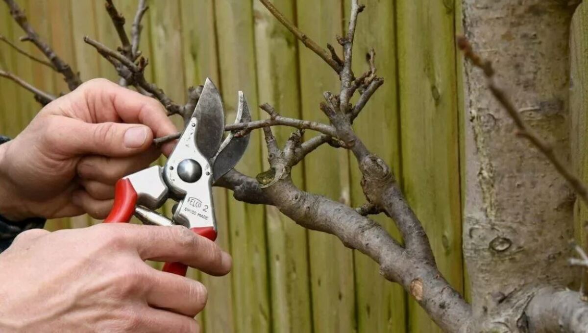 обрезка деревьев